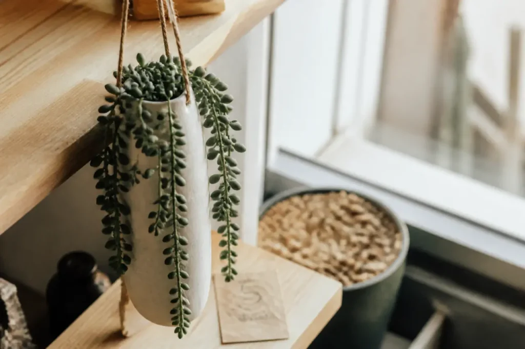 Plantes grasses retombantes : choisir la bonne forme, la bonne lumière et le bon pot 15 Plantes grasse retombantes en suspension céramique, lumière naturelle